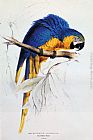 Famous Blue Paintings - Blue And Yellow Macaw